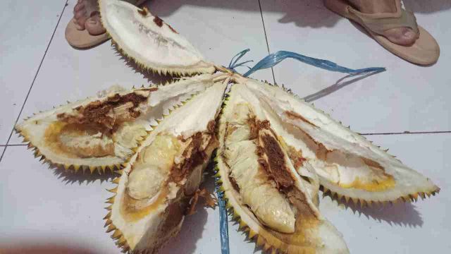 Saat Musim Hujan, Bagi Anda Yang Ingin Membeli Buah Durian, Perhatikan Ciri Berikut InI Untuk Menghindari IsInya Yang Busuk