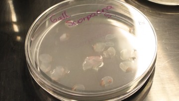 Inovasi Biomedis: Ilmuwan Kembangkan Potensi Kornea Buatan Berbasis Ikan Mas