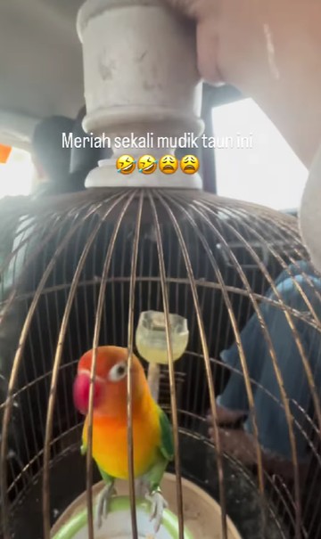 Kisah Inspiratif Pemudik Rela Bawa Dua Kucing dan Seekor Burung Demi Kebersamaan Keluarga
