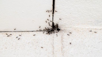 Ilustrasi Semut di Rumah (Foto: Getty Images/Aekprachaya Ayuyuen)
