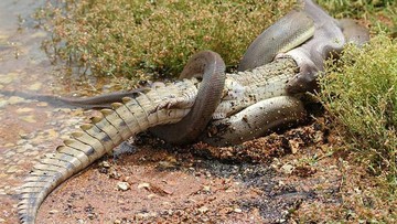 Pertarungan Predator di Australia: Seekor Piton Raksasa Menelan Buaya dalam Waktu Lima Jam