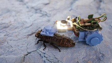 Solusi Cerdas Inspeksi Infrastruktur Bawah Tanah Melalui Inovasi Kecoak Cyborg di Singapura