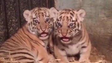 Misteri Kematian Anak Harimau Benggala di Bandung Zoo, BBKSDA Tunggu Hasil Otopsi Lengkap