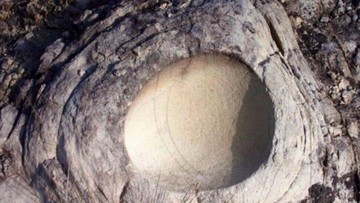 Kejutan Paleontologi: Telur Titanosaurus Berusia 68 Juta Tahun Miliki Struktur Inkubasi Ganda yang Belum Pernah Ada