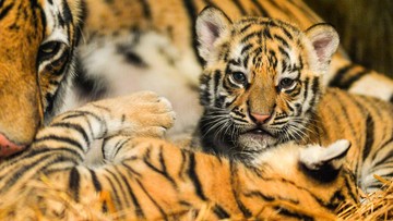 Kesedihan di Bandung Zoo: Anak Harimau Benggala Mati Akibat Serangan Virus Mematikan