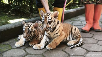 Anak harimau di Bandung Zoo. Foto: Bima Bagaskara/detikJabar