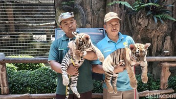 Duka di Bandung Zoo: Dua Anak Harimau Benggala Tewas Akibat Serangan Virus Mematikan