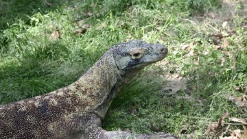 Misteri Gangguan Pasokan Air Bersih di Sukabumi Terungkap: Ternyata Jasad Anak Biawak Penyebab Utama
