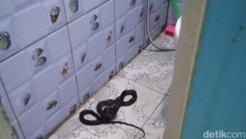 Kejutan Tak Terduga, Ular Piton Sepanjang 1,2 Meter Ditemukan Bersarang di Kamar Mandi Warga Kuningan