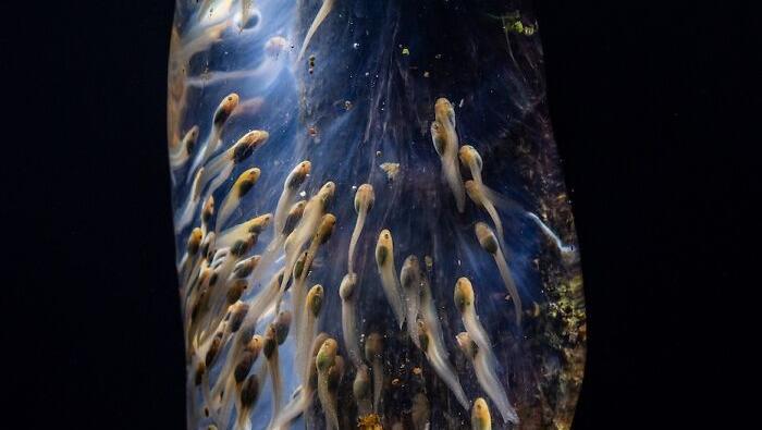 Karya Jawara Kontes Foto Close-Up Bikin Melotot, Ada Indonesia