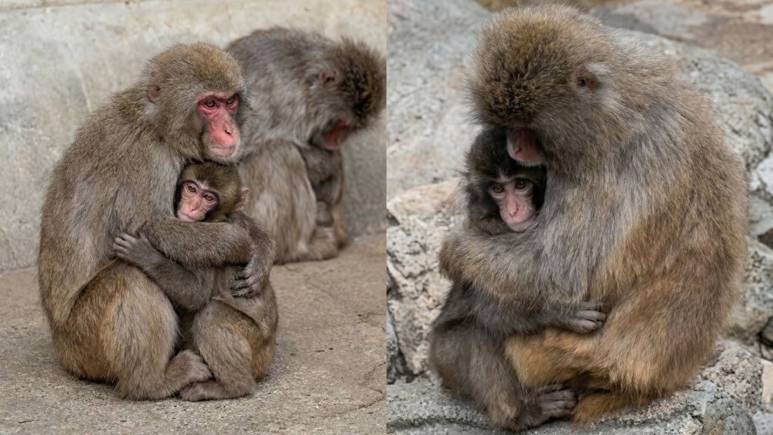 Kisah Punch: Monyet Bayi yang Ditolak Kini Diterima Kawanan, Jadi Simbol Empati Digital